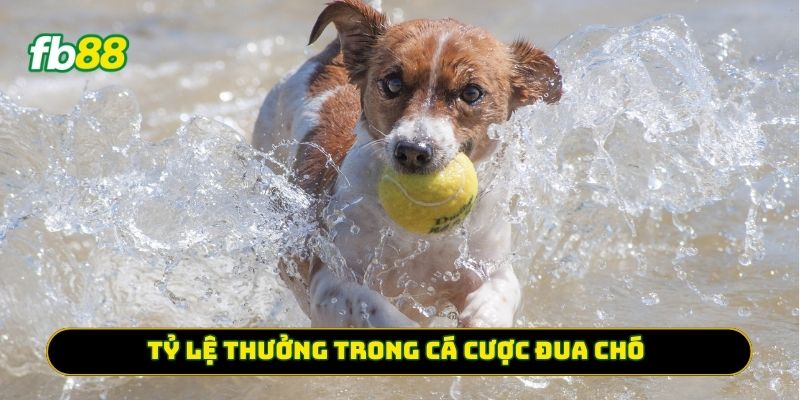 Tỷ lệ thưởng trong Cá Cược Đua Chó